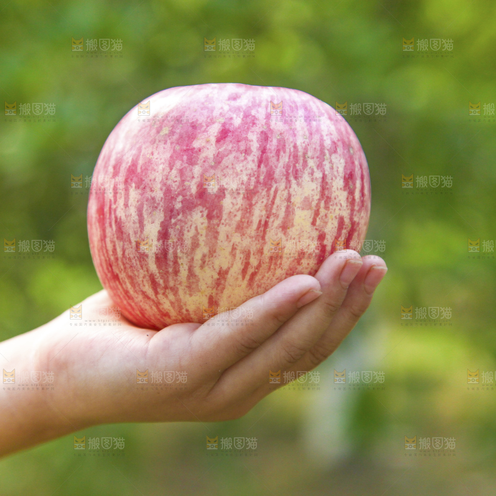深底上的洛川红富士