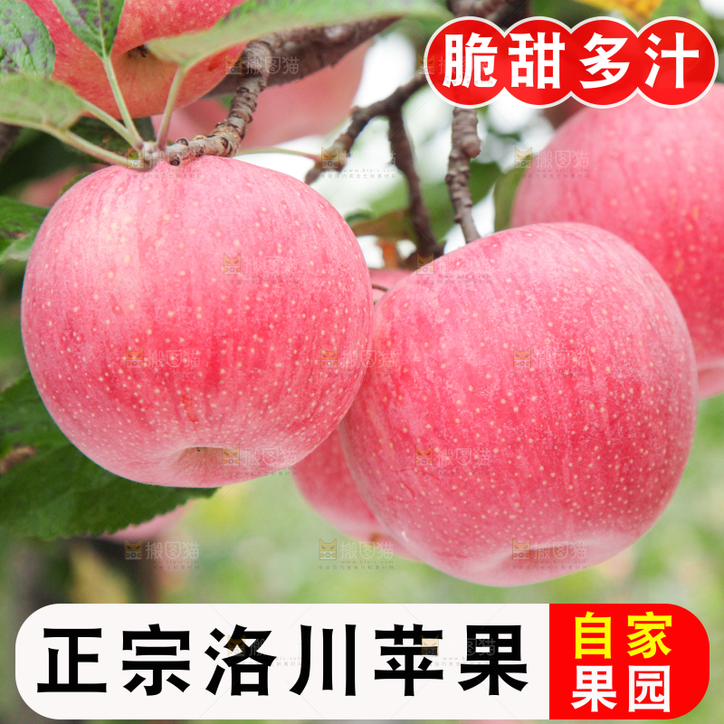 洛川苹果主图
