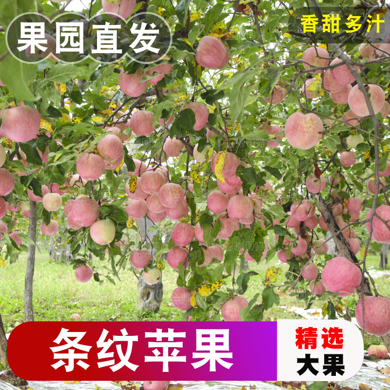 树上的条纹苹果