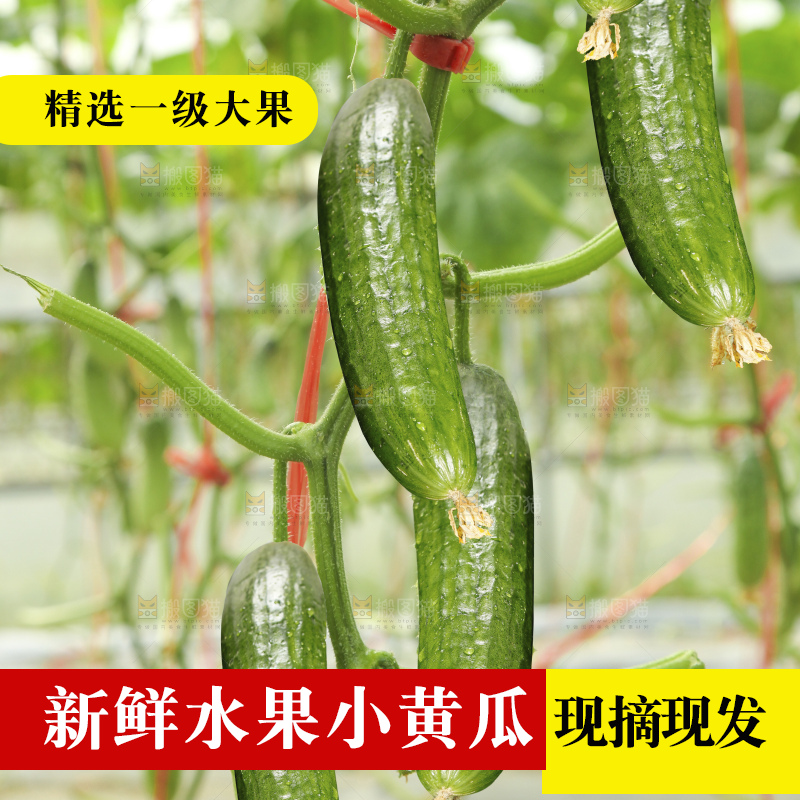 深底上的水果黄瓜