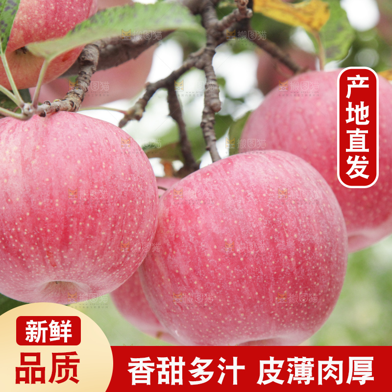 树上的条纹苹果