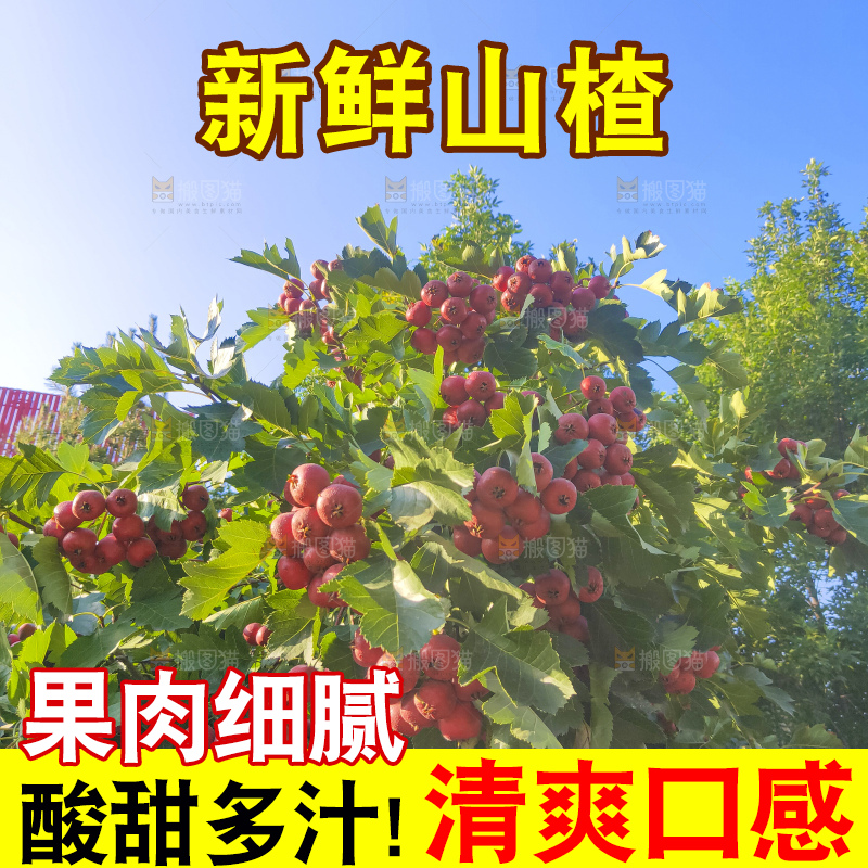 树上的新鲜山楂