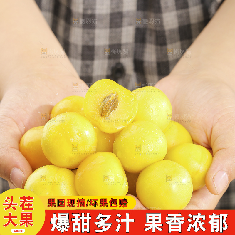 浅底上的小白杏