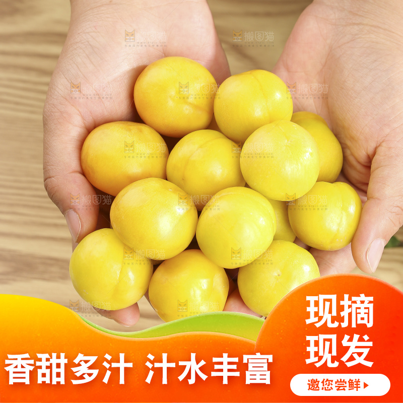浅底上的小白杏