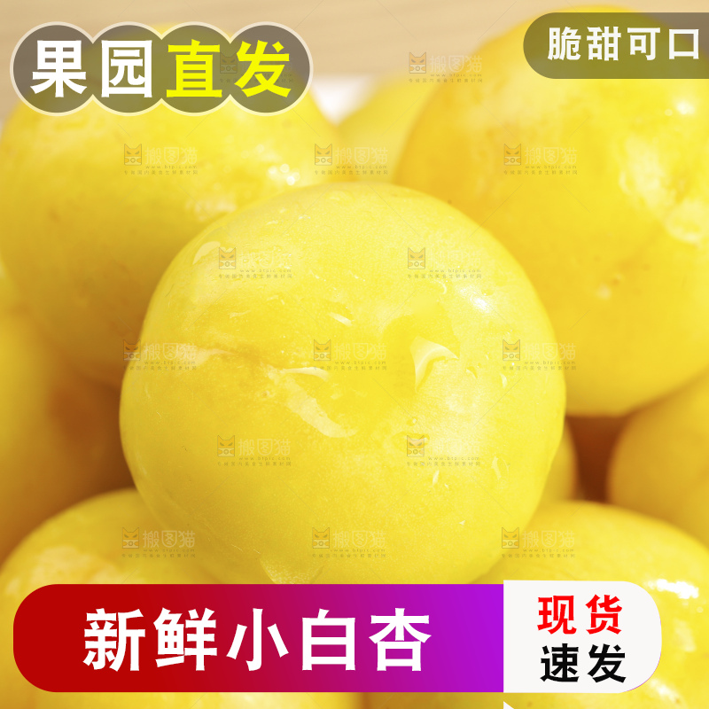 浅底上的小白杏
