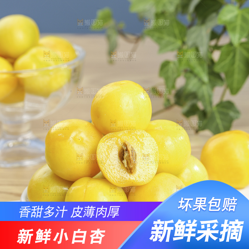 浅底上的小白杏