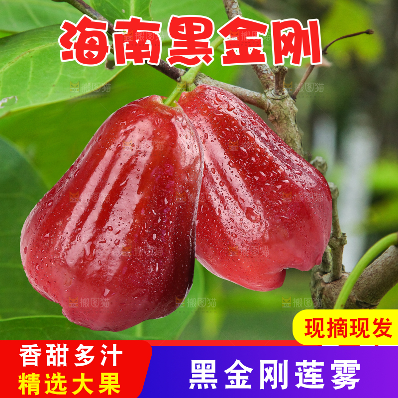 海南新鲜莲雾主图