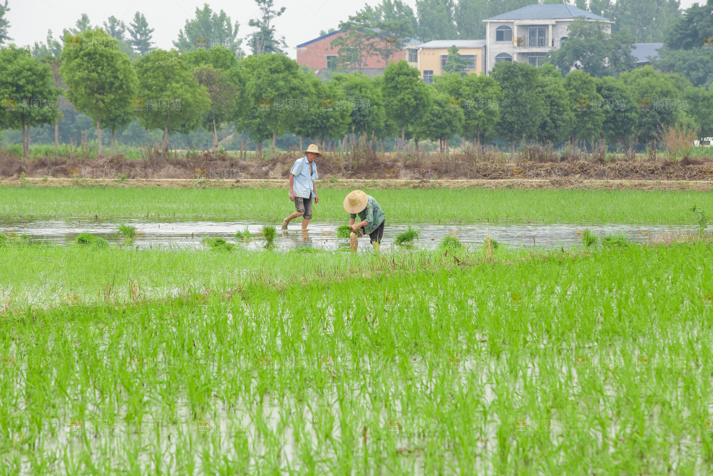 农民在田里插秧