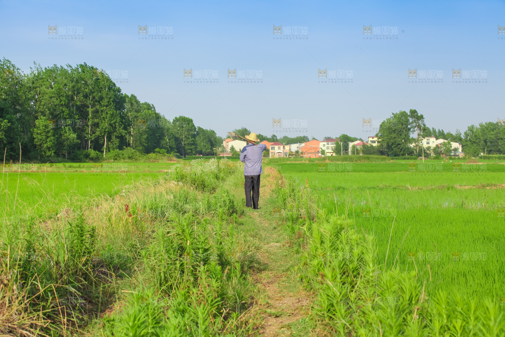 农田里种植的水稻