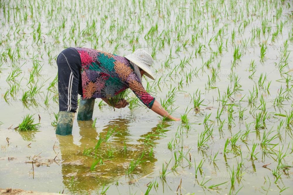 农民在田里插秧