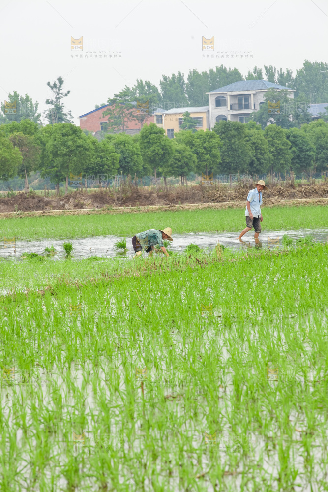 农民在田里插秧