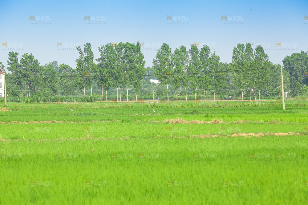 农田里种植的水稻