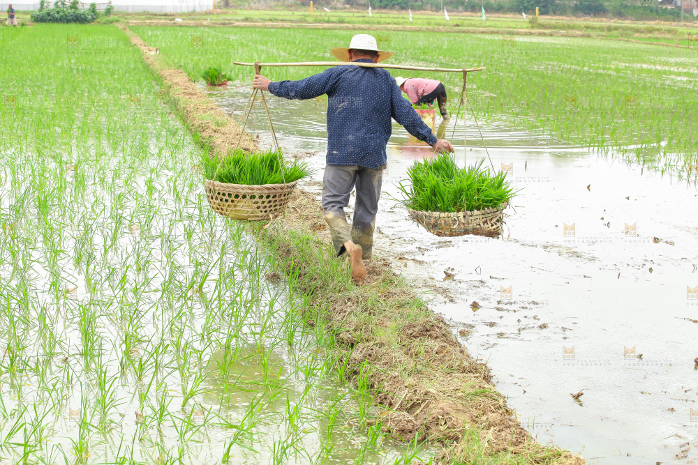 农民在田里插秧