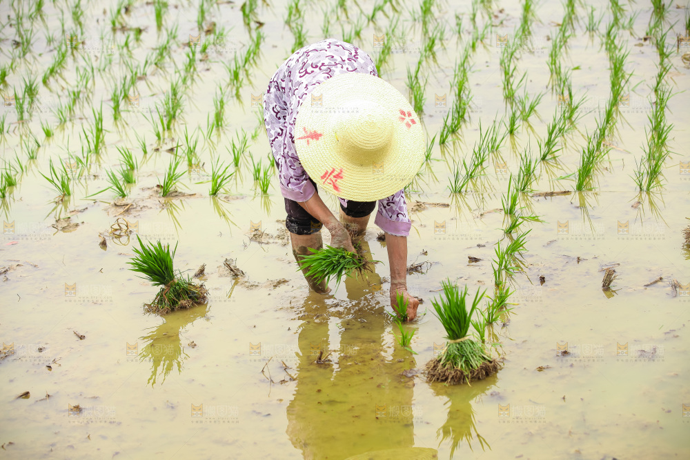 农民在田里插秧