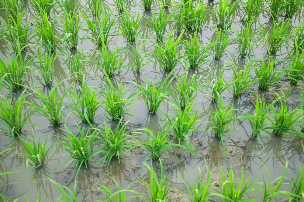 农田里种植的水稻