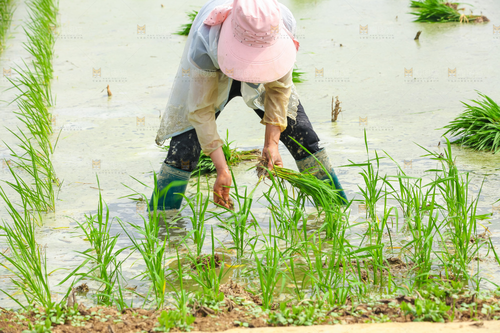 农民在田里插秧