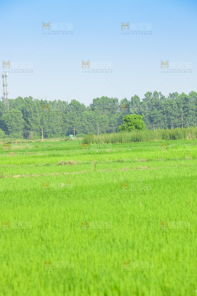 农田里种植的水稻