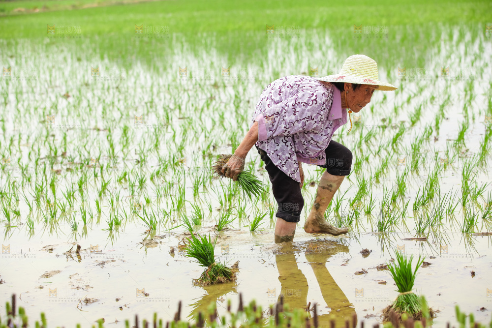农民在田里插秧