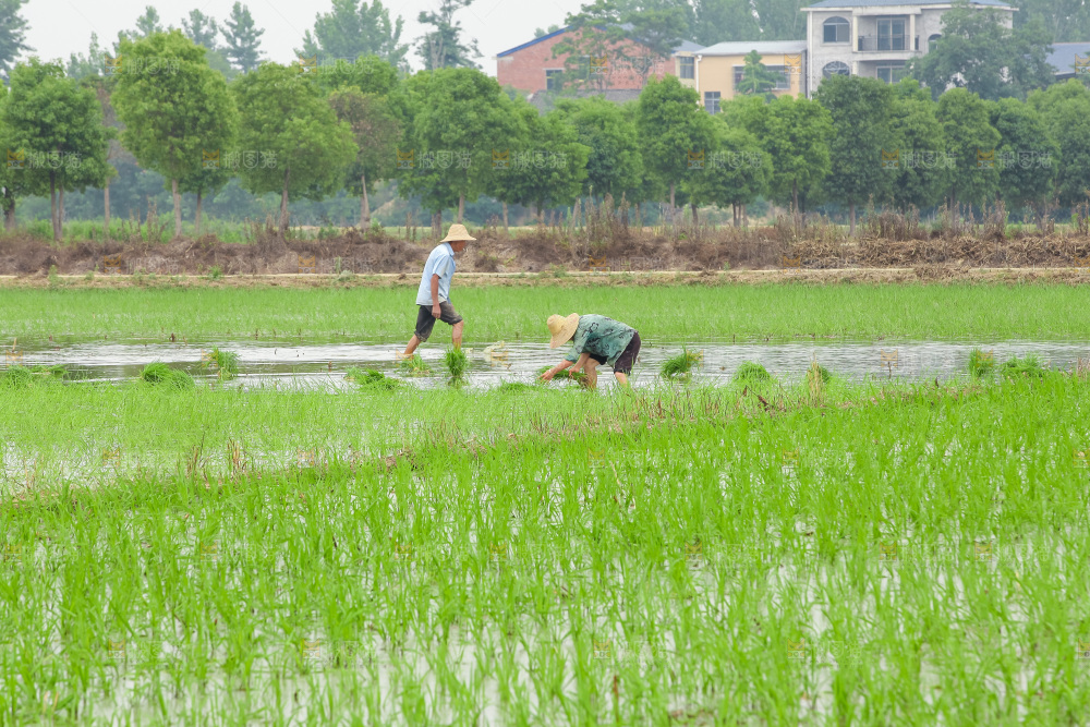 农民在田里插秧