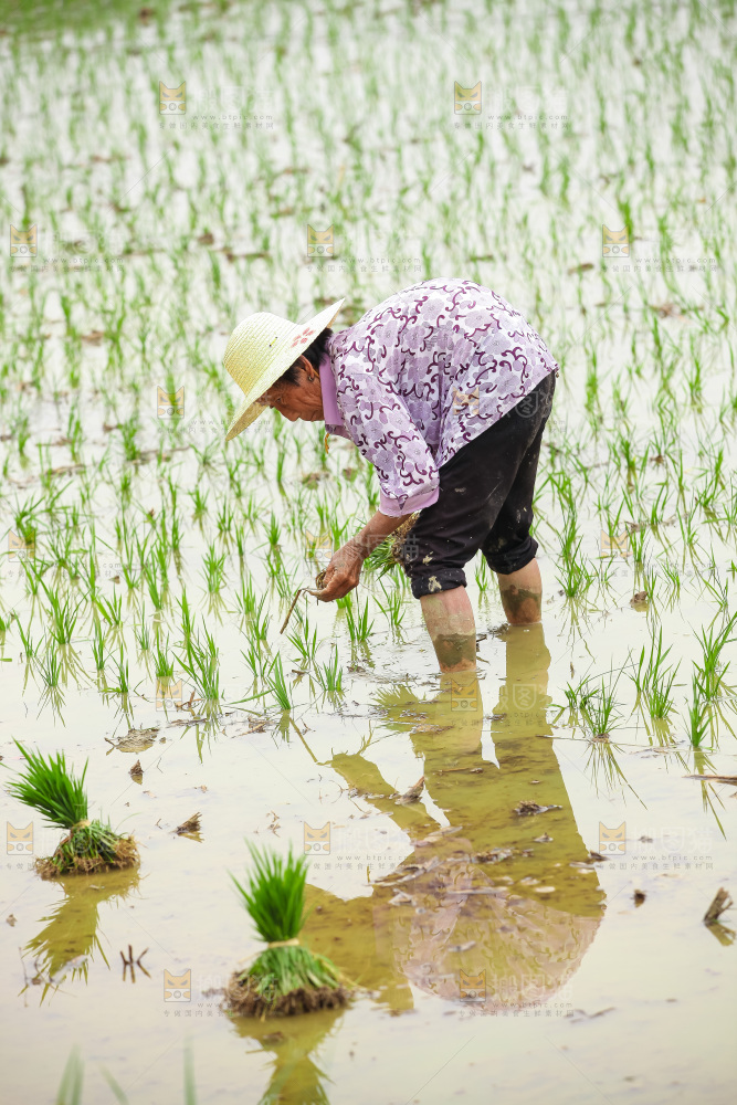 农民在田里插秧
