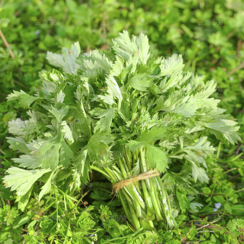 艾草