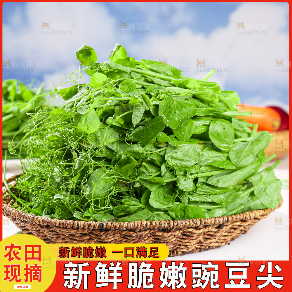 豌豆尖主图