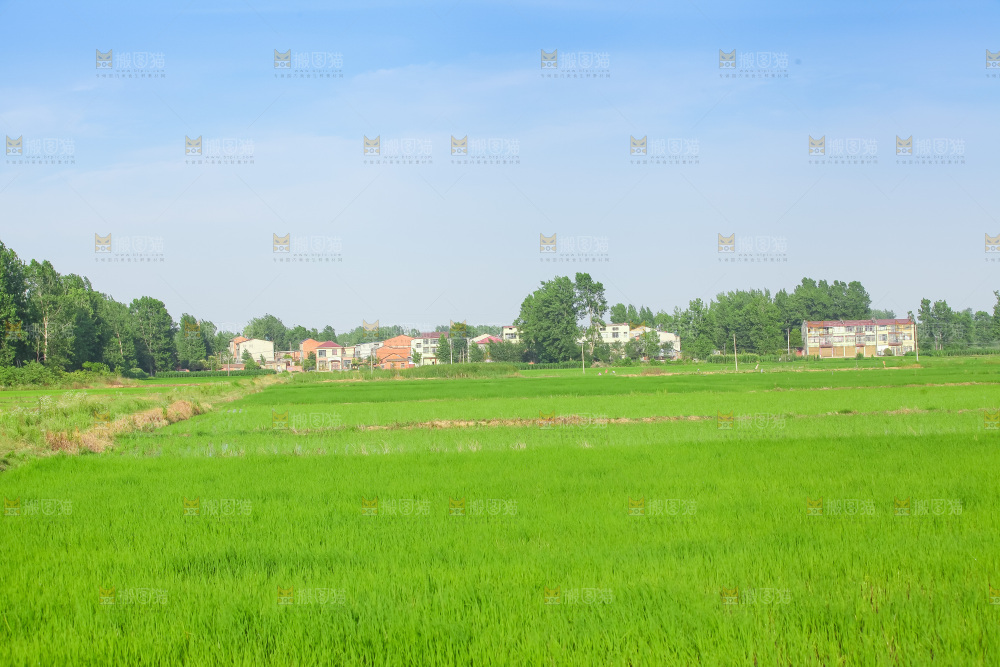 农田里种植的水稻