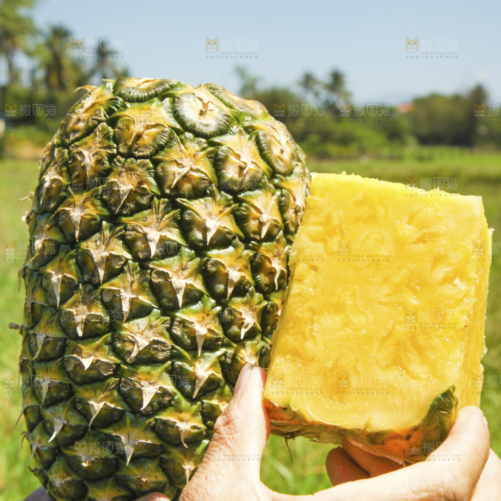深底上的徐闻菠萝