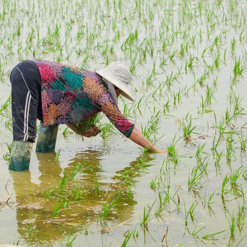 农民在田里插秧