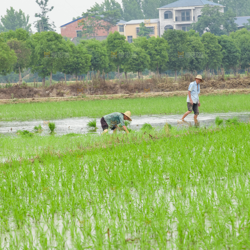 农民在田里插秧