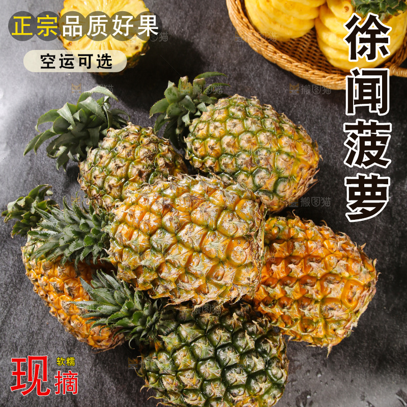 深底上的徐闻菠萝