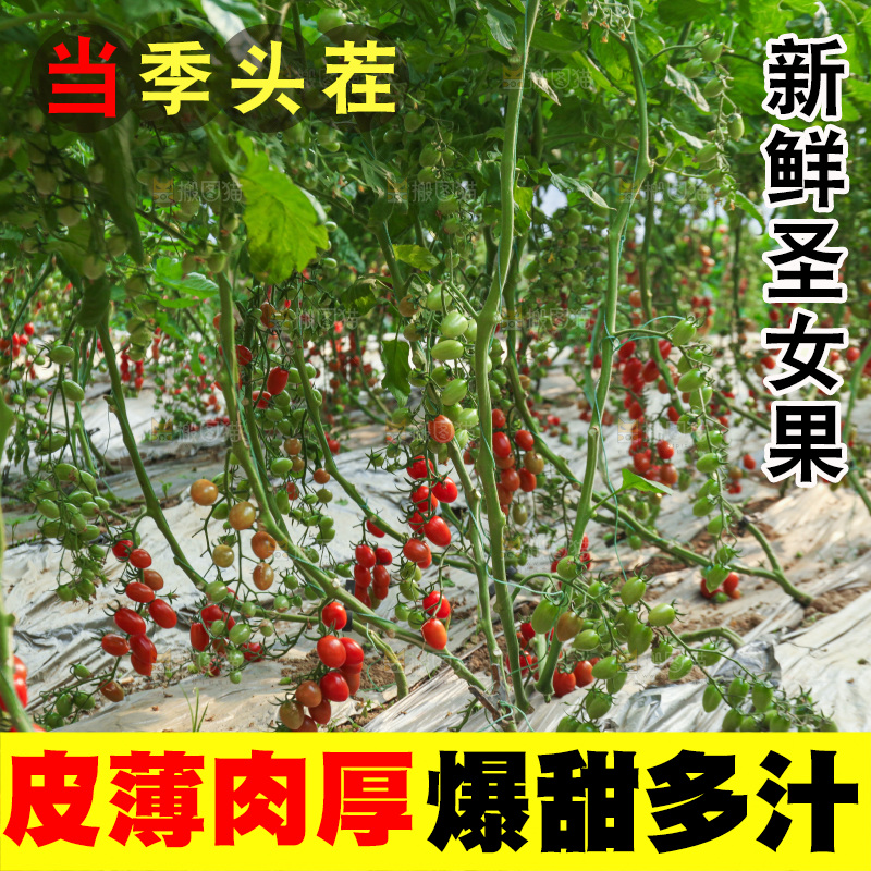番茄藤上的小番茄