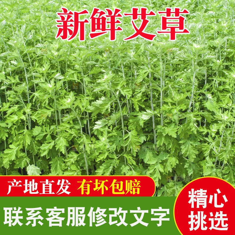 手里拿着新鲜艾草