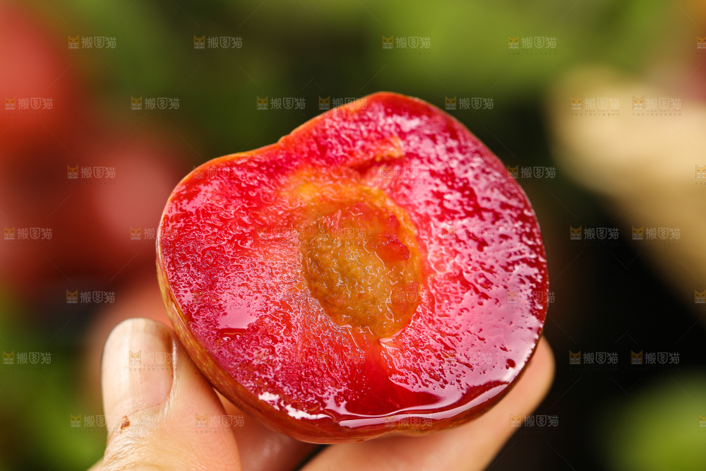 木底上的红肉三华李