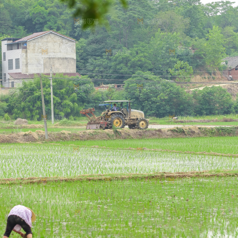 农民在田里插秧