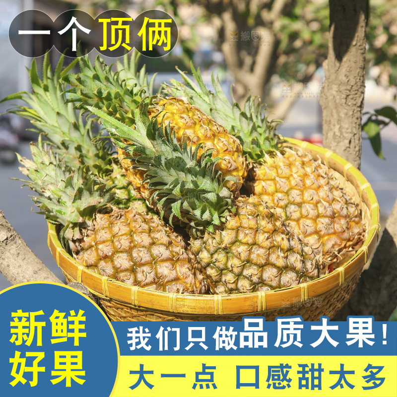深底上的徐闻菠萝