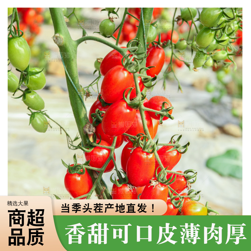 番茄藤上的小番茄
