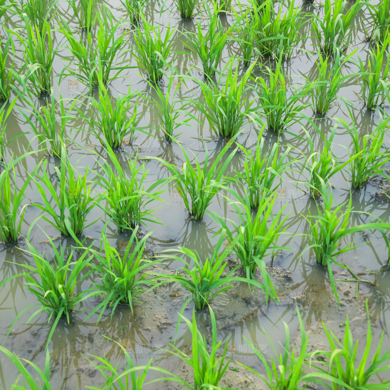 农田里种植的水稻