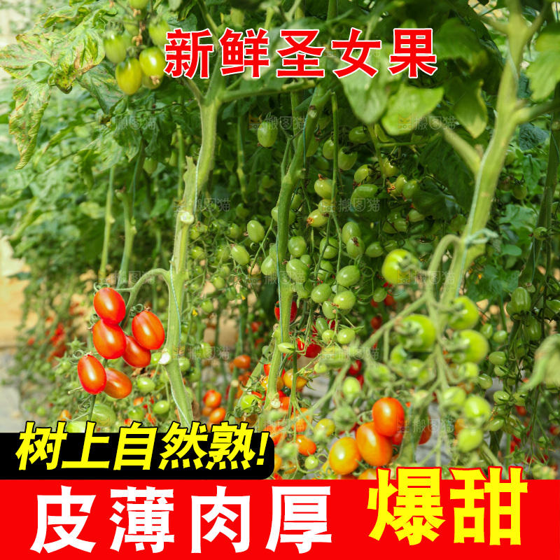 番茄藤上的小番茄