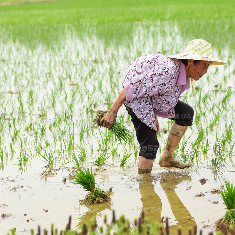 农民在田里插秧