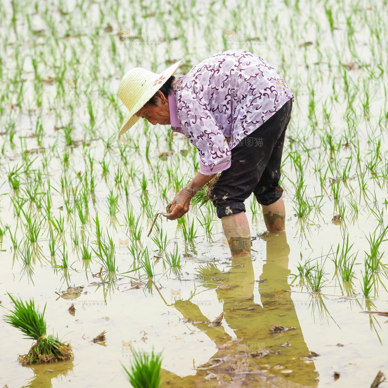 农民在田里插秧