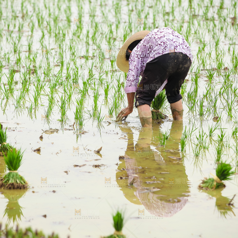 农民在田里插秧