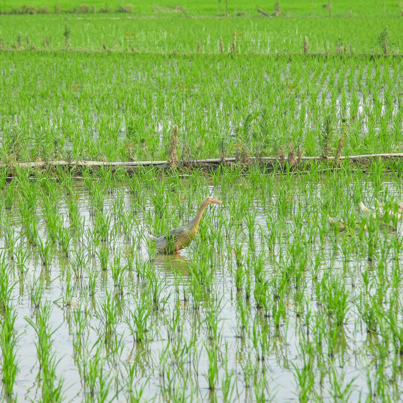 农田里种植的水稻