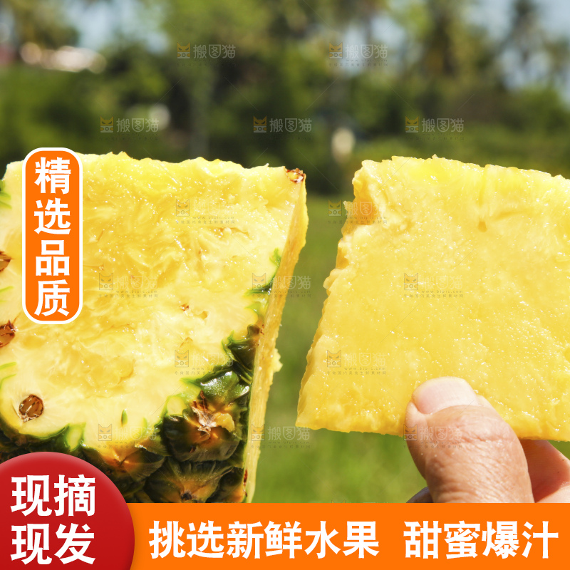 深底上的徐闻菠萝