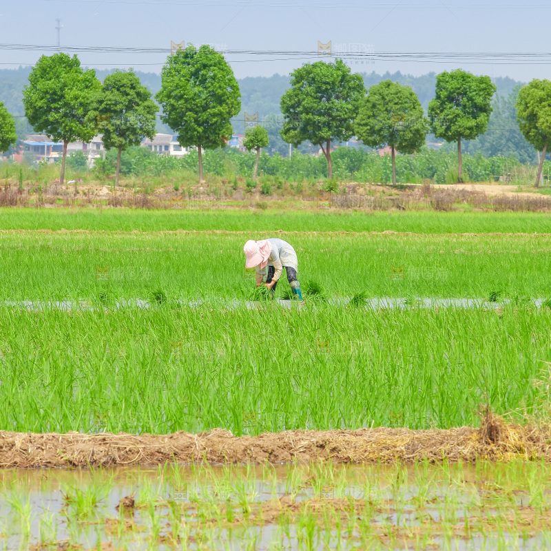 农民在田里插秧