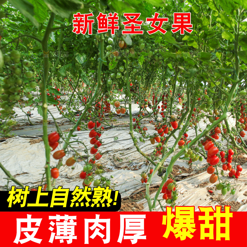 番茄藤上的小番茄