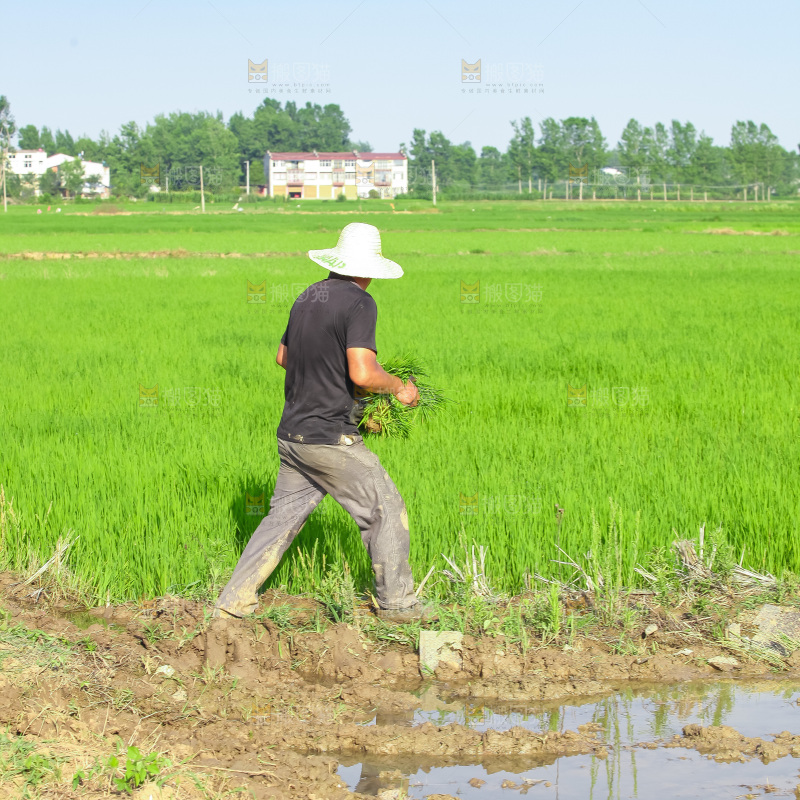 农民在田里插秧