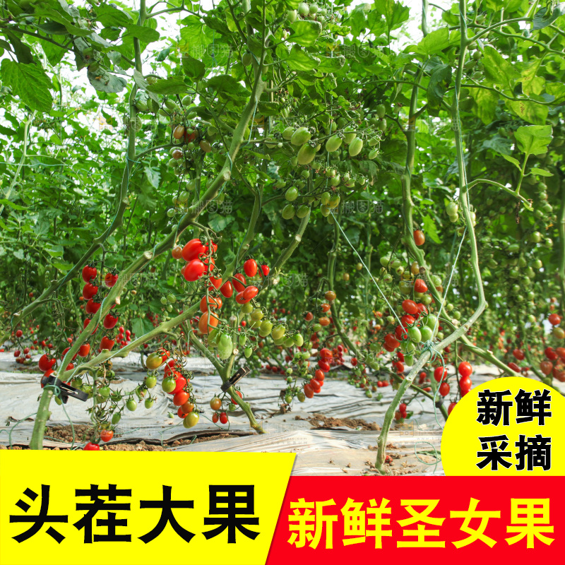 番茄藤上的小番茄