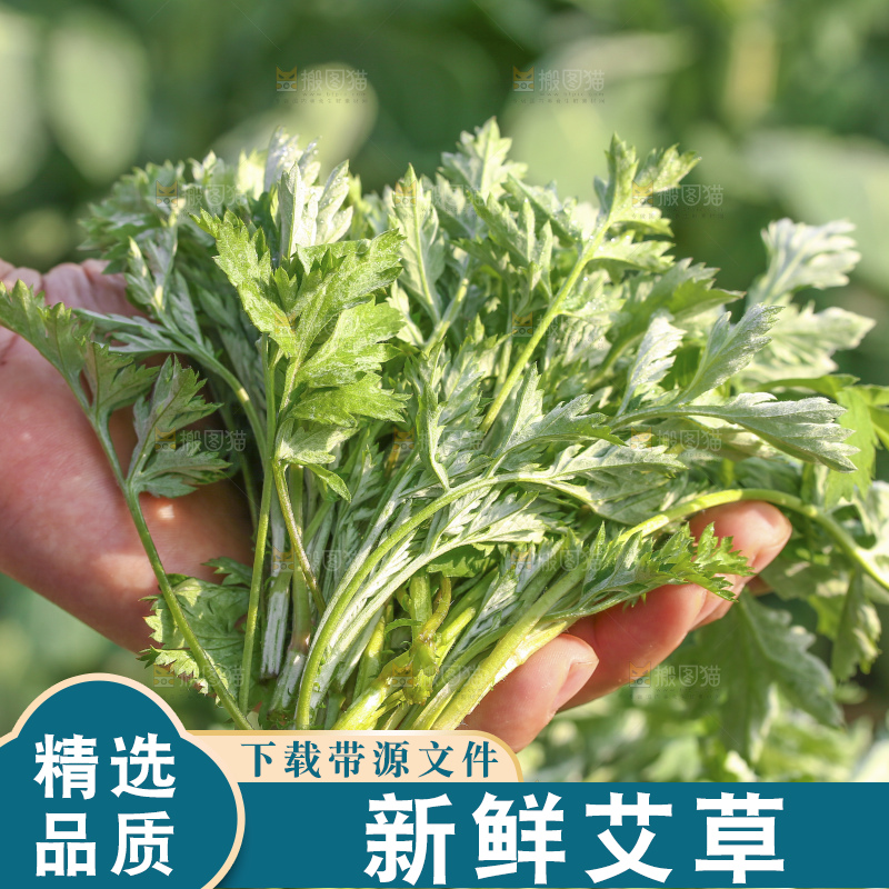 手里拿着新鲜艾草