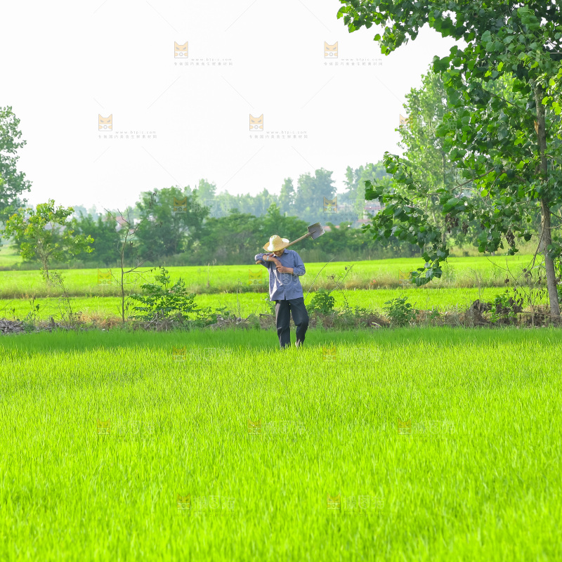 农田里种植的水稻